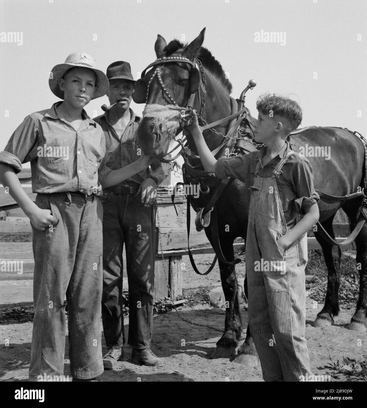 Der angeheuerte Mann hilft dem ältesten Jungen der Bauern auf der Myers Farm. Washington, in der Nähe von Outlook, Yakima County. Stockfoto