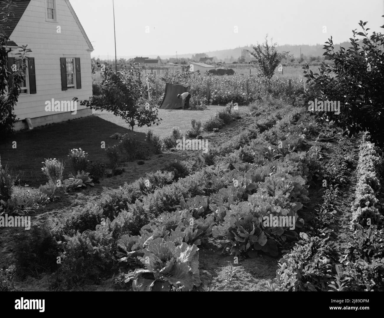 Washington, Cowlitz County, Longview. Über das Projekt des Gehöfts Longview. Stockfoto