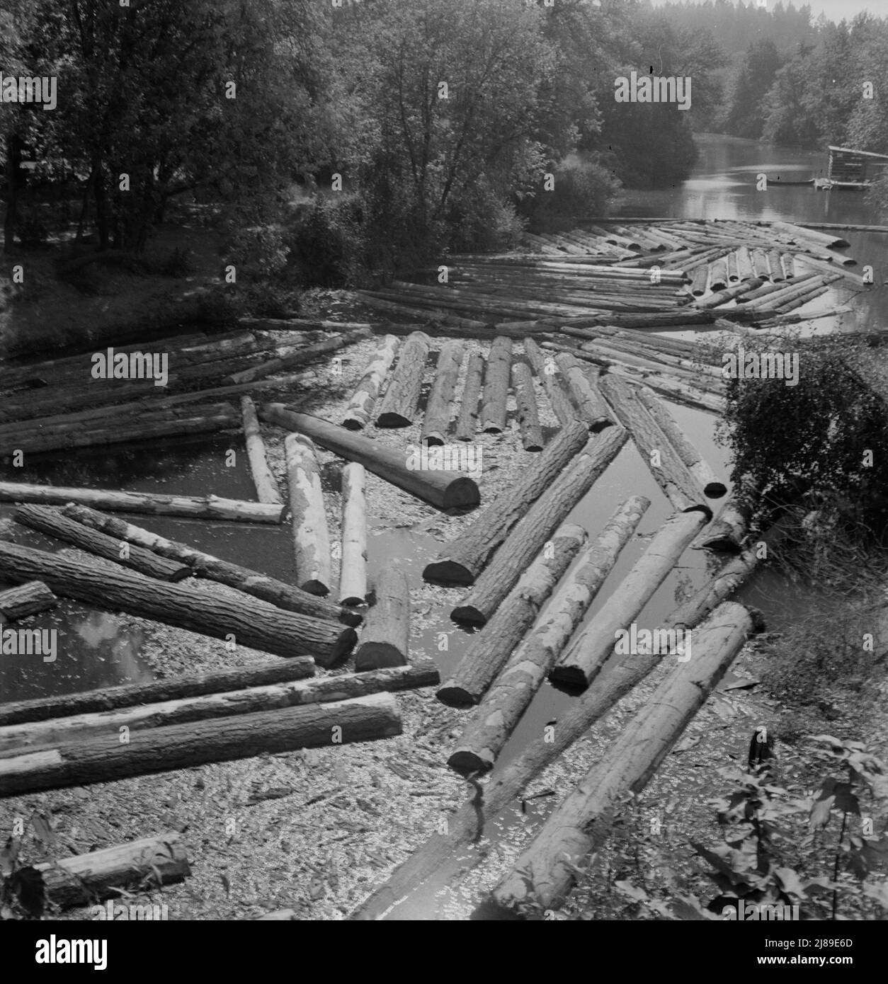 Baumstämme im Sägewerk am Marys River in der Nähe von Corvallis, Oregon. Stockfoto