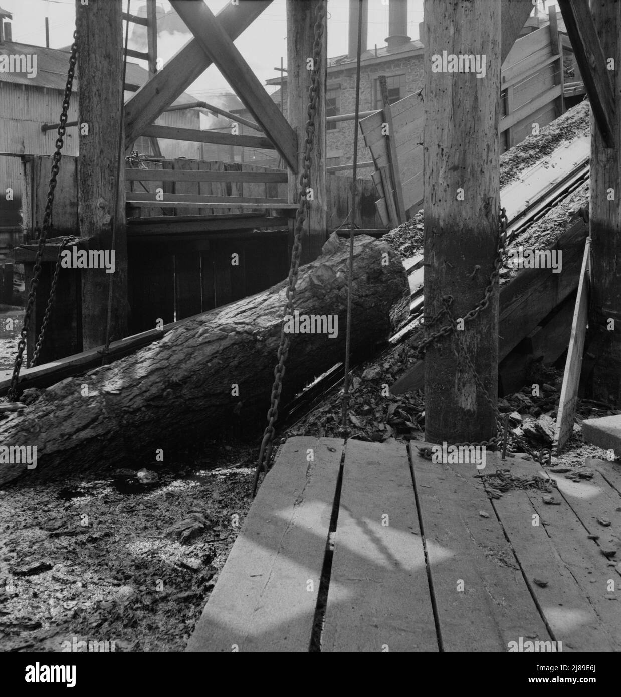 In der Pelican Bay gelangen Holzwerkstämme über einen Holzschuber in die Mühle. In Der Nähe Von Klamath Falls, Klamath County, Oregon. Stockfoto