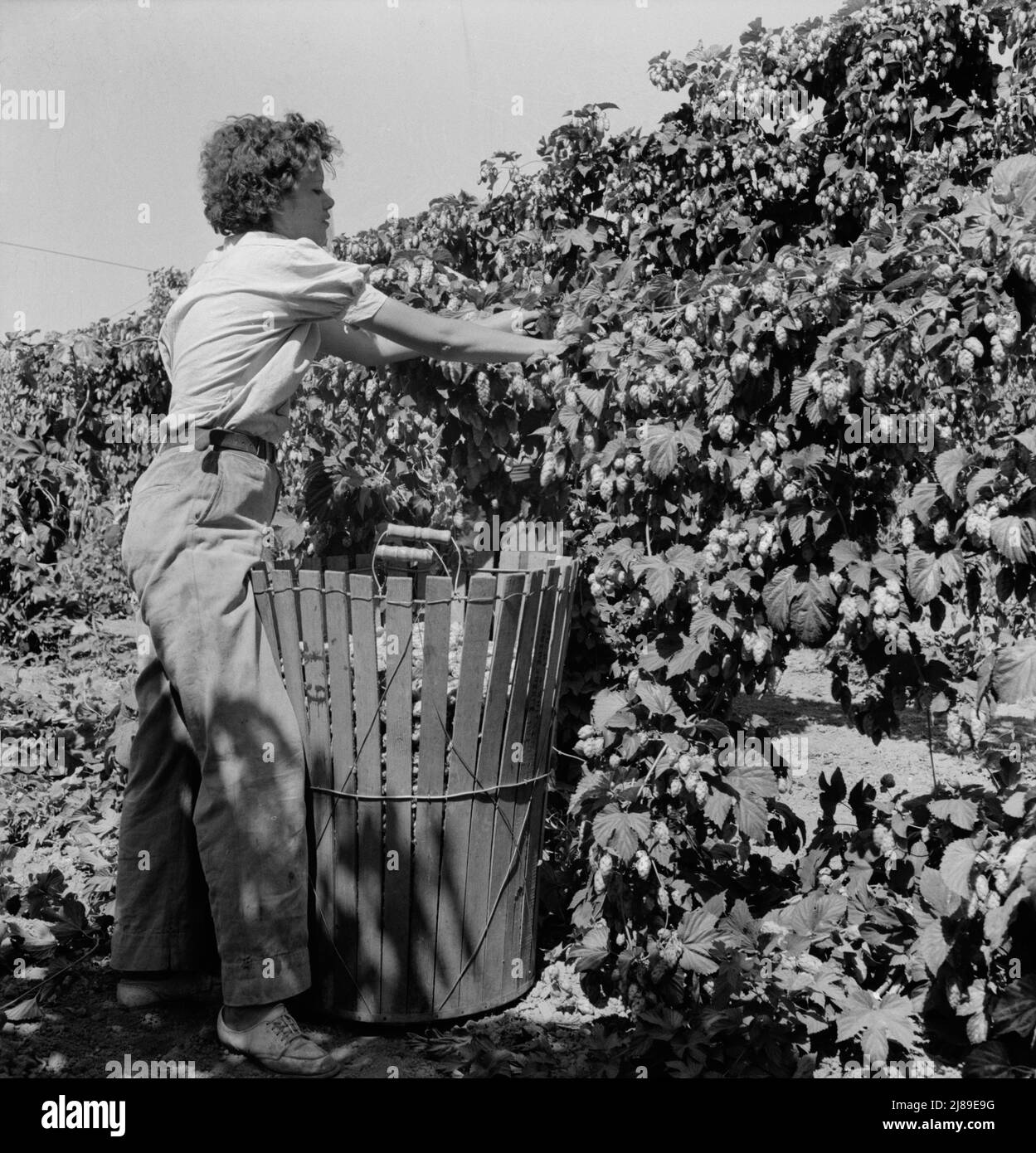 Oregon, Polk County, in der Nähe von Independence. Junge Frau des Ex-Loggers, wandernde Feldarbeiterin, Hopfenpflücken. Stockfoto
