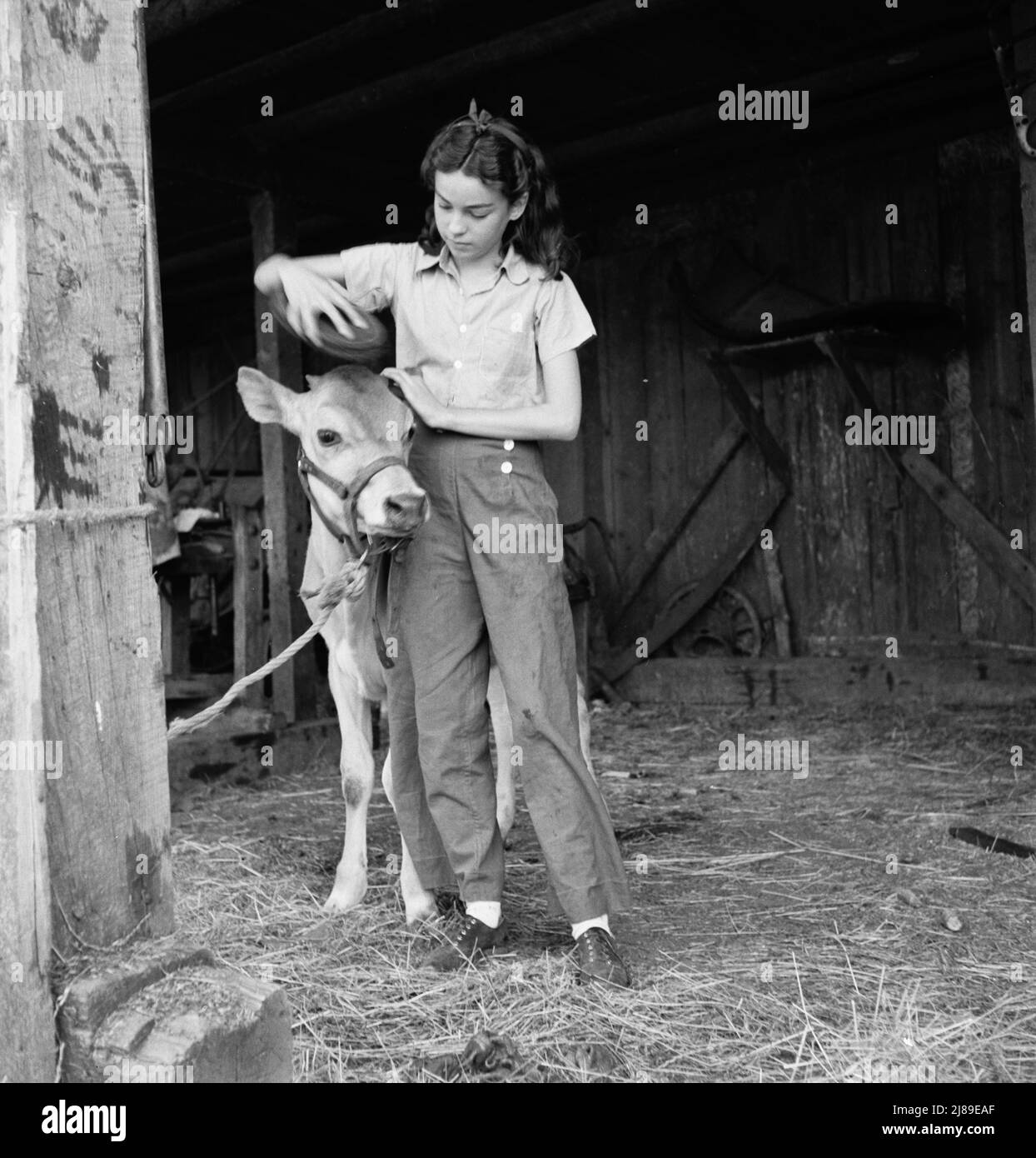 Junges Mädchen, Tochter eines kleinen Birnenbauers, pflegt ihr Kalb. Sie gehört dem 4-H Club an, der größten Bewegung der ländlichen Jugend in Amerika. Oregon. Jackson County, in der Nähe von Medford. Stockfoto
