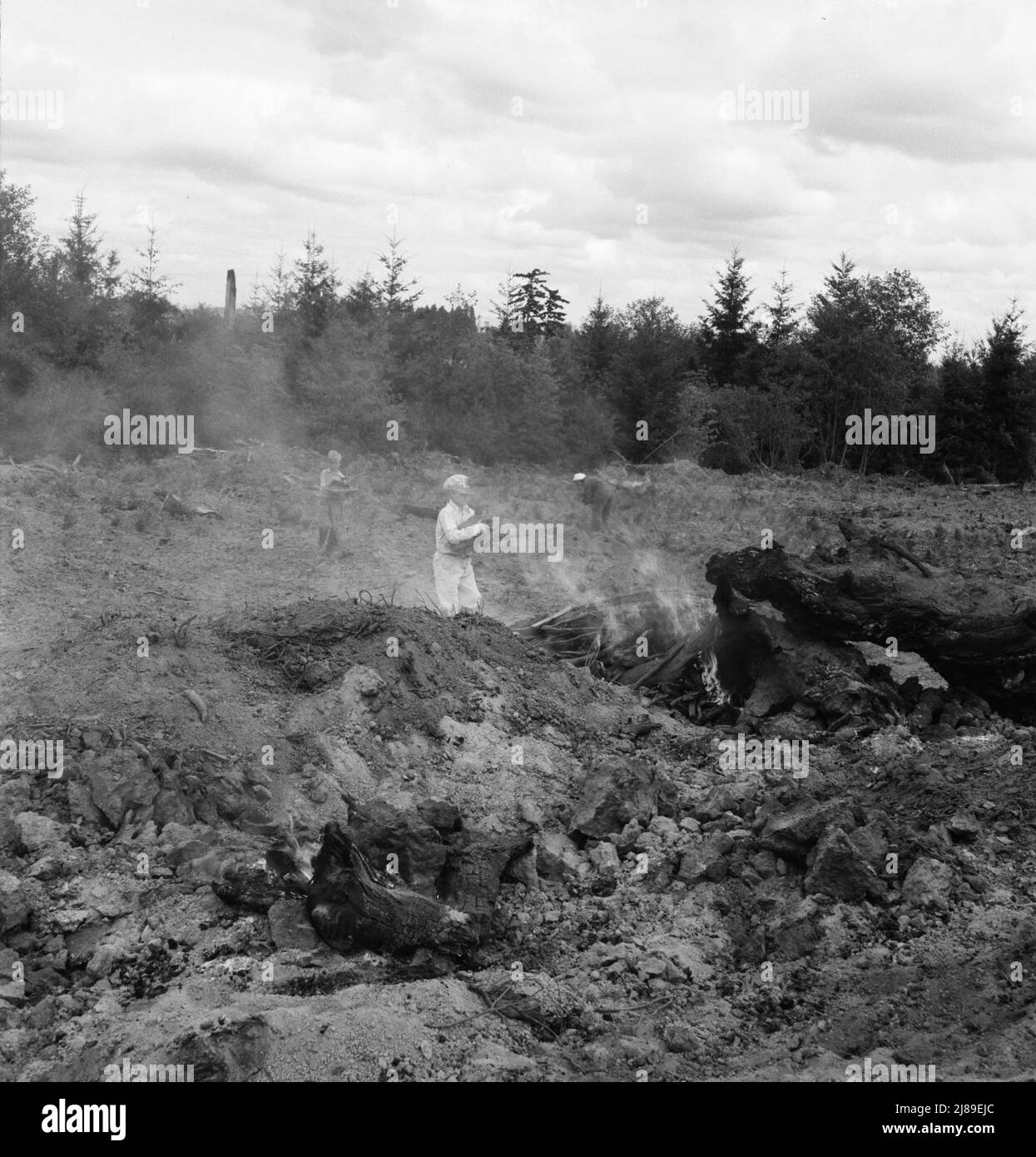 Nachdem der Bulldozer die schweren Baumstümpfe herausgenommen und gestapelt hat, sammelt die Familie die Trümmer, Wurzeln und Brocken vom Feld bis zum Baumstumpel zum Brennen. Negativ im Regen gemacht. Western Washington, Thurston County, Michigan Hill. Siehe allgemeine Beschriftung 36. Stockfoto