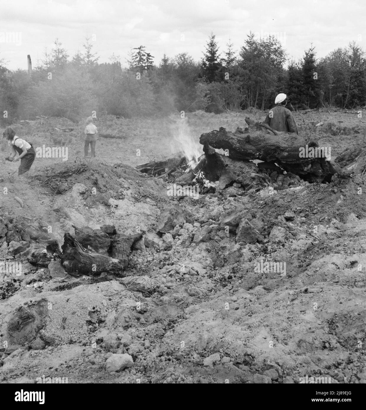 [Ohne Titel, möglicherweise verwandt mit: Nachdem der Bulldozer die schweren Baumstümpfe herausgenommen und aufgetürmt hat, sammelt die Familie die Trümmer, Wurzeln und Brocken vom Feld zum Stumphaufen, um sie zu verbrennen. Negativ im Regen gemacht. Western Washington, Thurston County, Michigan Hill. Siehe allgemeine Bildunterschrift 36]. Stockfoto