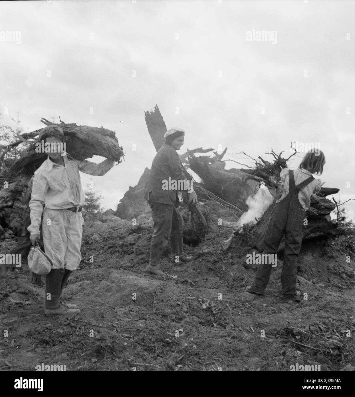 Nachdem der Bulldozer die schweren Baumstümpfe herausgenommen und gestapelt hat, sammelt die Familie die Trümmer, Wurzeln und Brocken vom Feld bis zum Baumstumpel zum Brennen. Negativ im Regen gemacht. Western Washington, Thurston County, Michigan Hill. Siehe allgemeine Beschriftung 36. Stockfoto