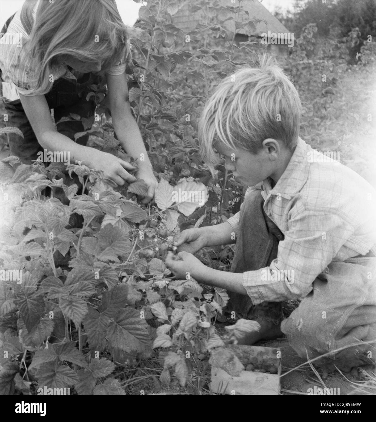 [Untitled, möglicherweise verwandt mit: Arnold Kinder pflücken Himbeeren im neuen Beerenpflaster. Western Washington, Thurston County, Michigan Hill. Siehe allgemeine Bildunterschrift 36]. Stockfoto