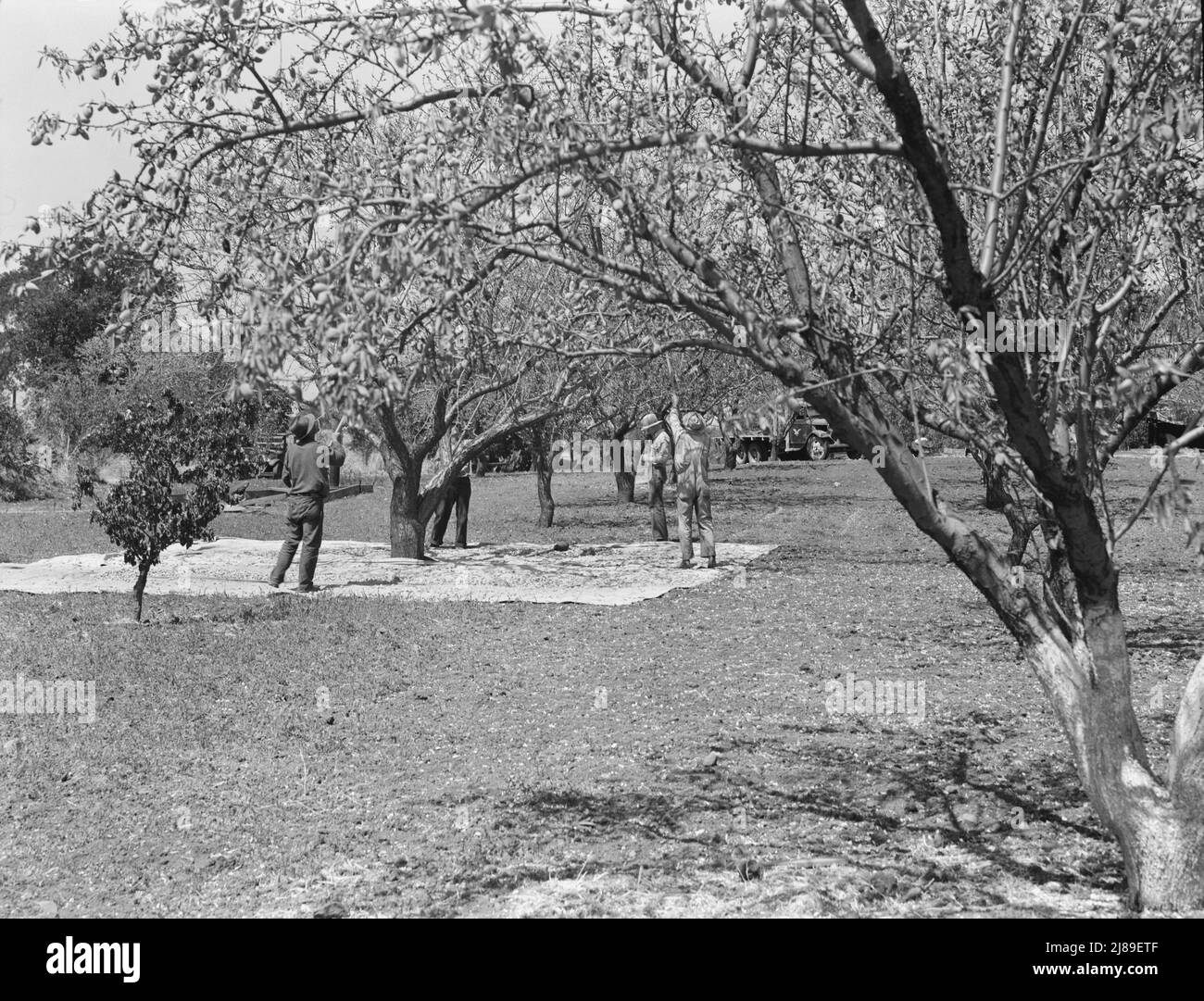 Ernte auf Mandelfarm, lokale Tagesarbeit. In Der Nähe Von Walnut Creek, Contra Costa County, Kalifornien. Stockfoto