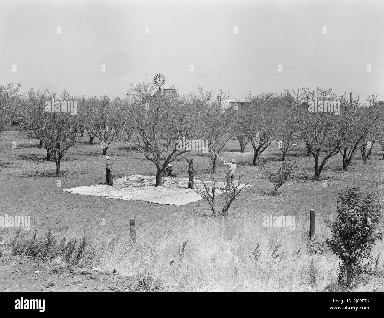 Ernte auf Mandelfarm, lokale Tagesarbeit. In Der Nähe Von Walnut Creek, Contra Costa County, Kalifornien. Stockfoto