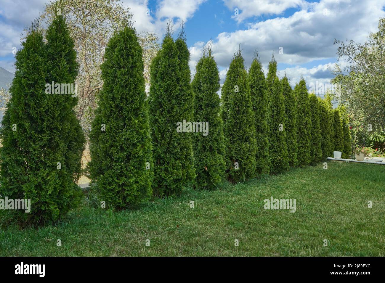 Thuja row Fotos und Bildmaterial in hoher Auflösung Alamy