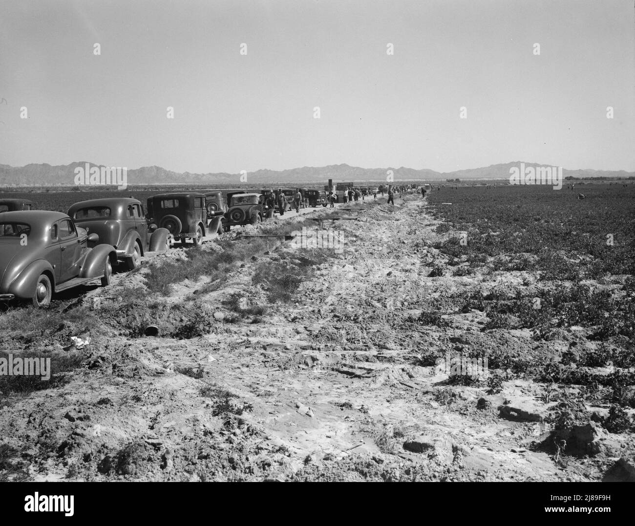 PEA-Feld während der Ernte auf der Sinclair Ranch, in der Nähe von Calipatria, Imperial Valley, Kalifornien. Autos zwischen den Feldern gehören Feldbossen, Waagen, Packer und Pickern, von denen es 500 auf dem Feld waren am Tag, an dem dieses Foto gemacht wurde. Stockfoto