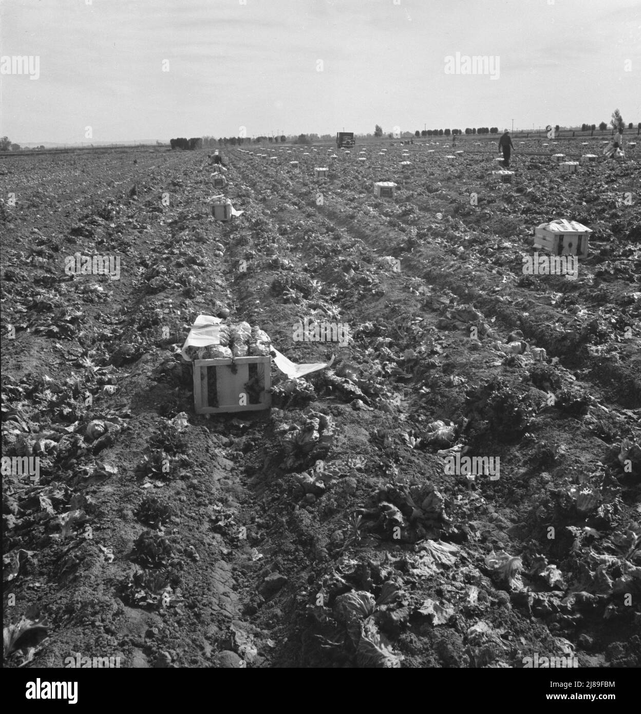 Philippinische Feldbande in Salat. Brawley, Imperial Valley, Kalifornien. Filipinos arbeiten in Salat, aber nicht in Erbsen. Stockfoto