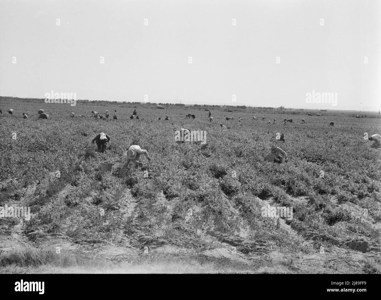 PEA-Kommissionierer in der Nähe von Calipatria, Kalifornien. Stockfoto