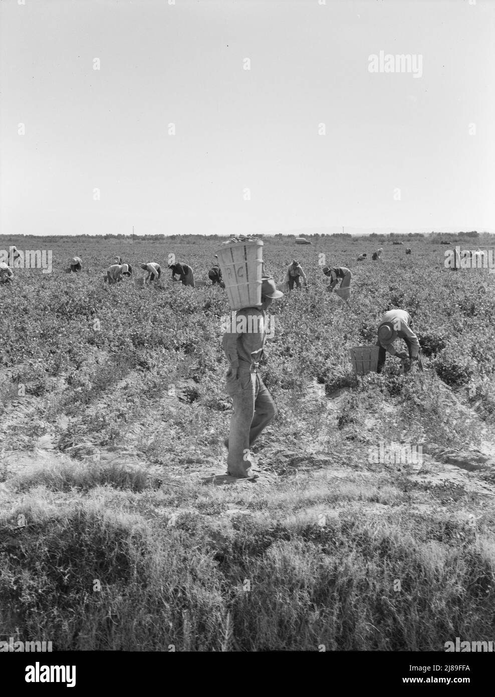 PEA-Kommissionierer in der Nähe von Calipatria, Kalifornien. Stockfoto