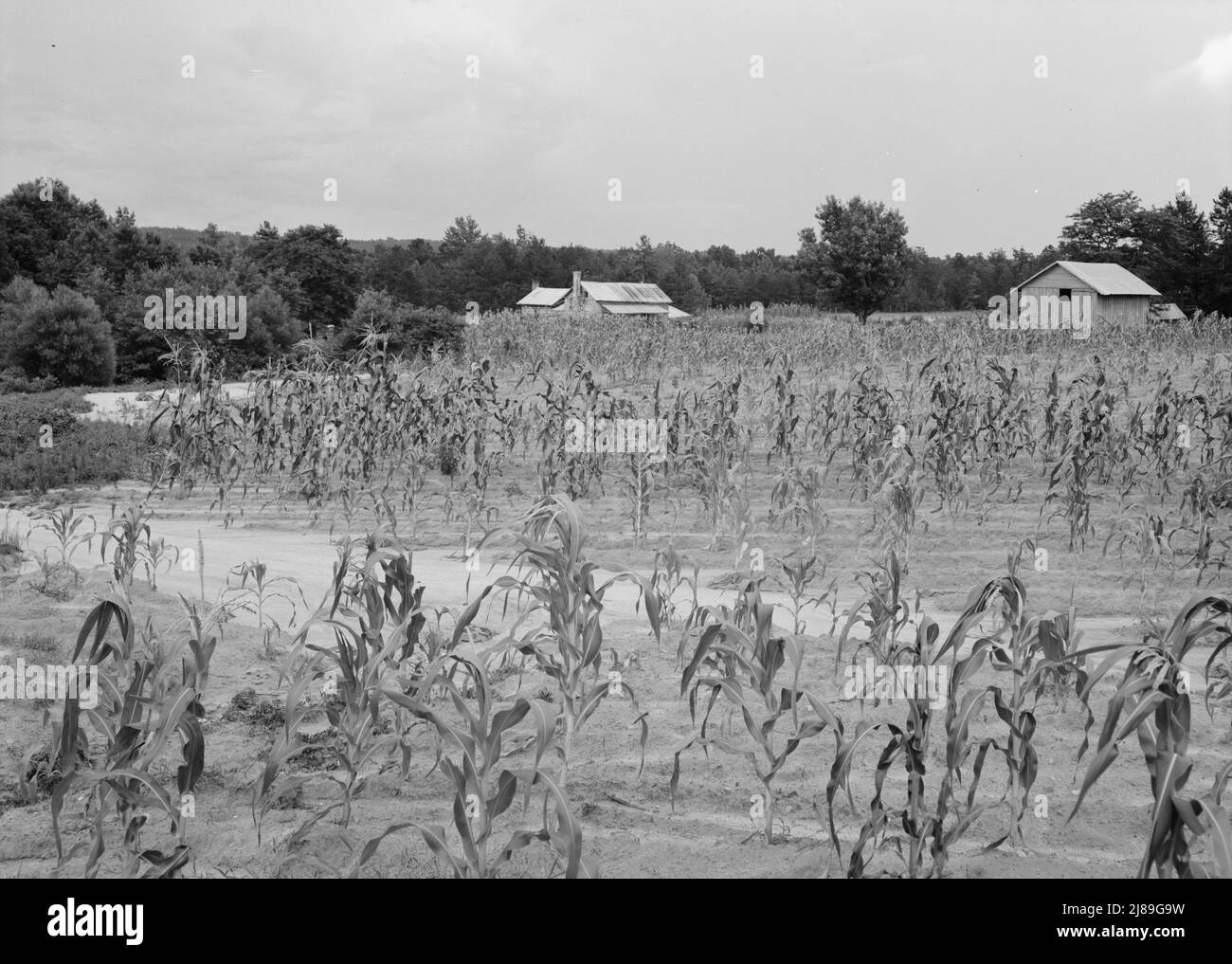 Landschaft mit Bauernhaus, Nebengebäuden und Kornfeld. Der Mais ist sehr fleckig und zeigt die Unebenheit des Bodens. Achten Sie auf Waschungen durch die Felder. Caswell County, North Carolina. Stockfoto