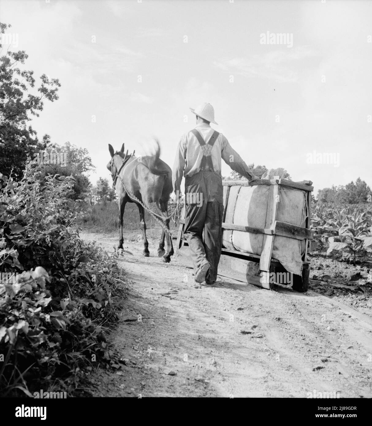 [Ohne Titel, möglicherweise in Zusammenhang mit: Mr. Taylor und Lohnarbeiter schieben Tabak vom Feld in die Scheune, etwa eine Viertelmeile. Granville County, North Carolina]. Stockfoto