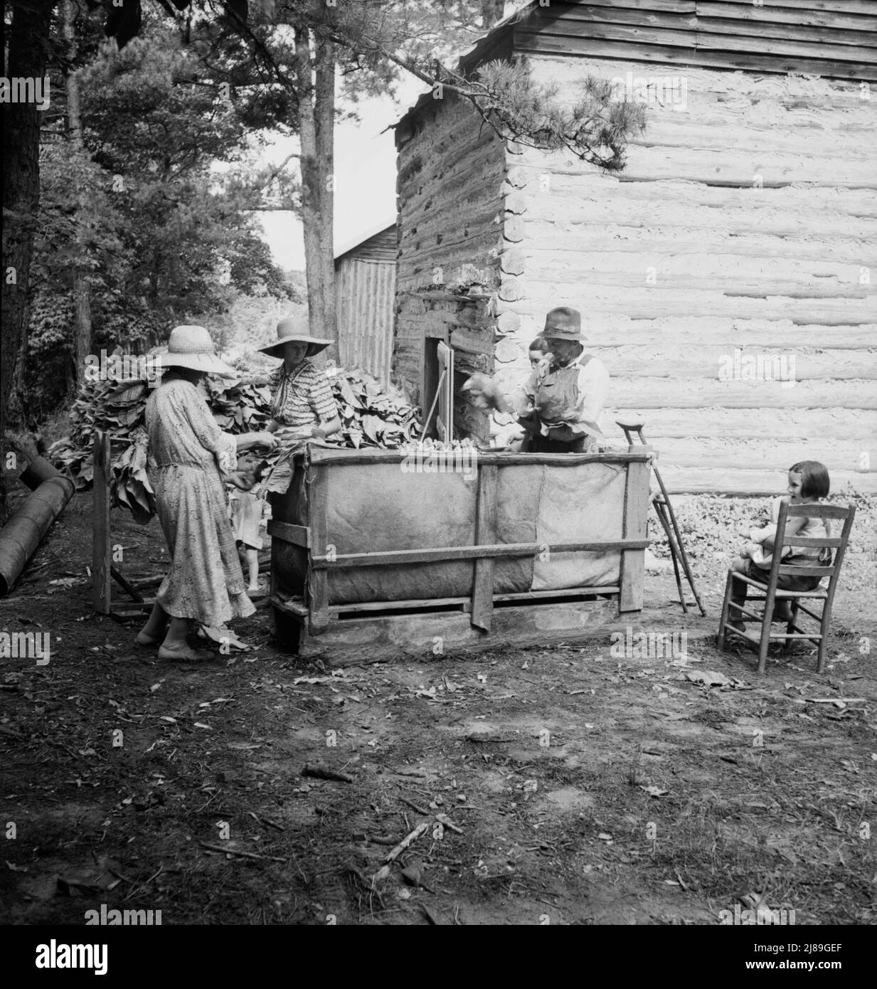 Die Ehefrauen der Tabakmieter stapeln den Tabak vor der Scheune, um den Brand vorzubereiten. Granville County, North Carolina. Stockfoto