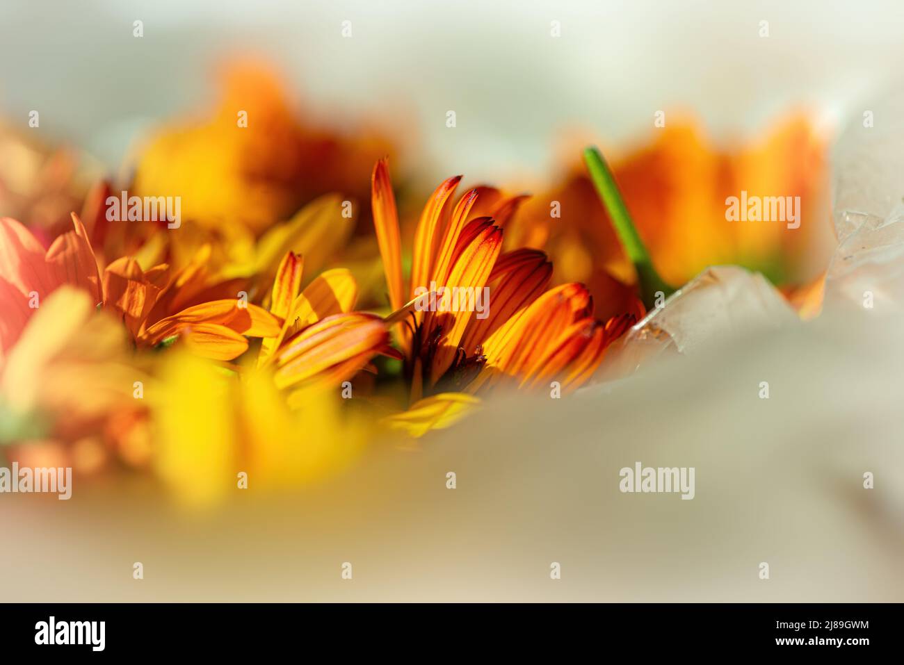 Orangefarbene Ringelblumen trocknen auf einem hellen Hintergrund. Sommersaison. Webbanner. Stockfoto
