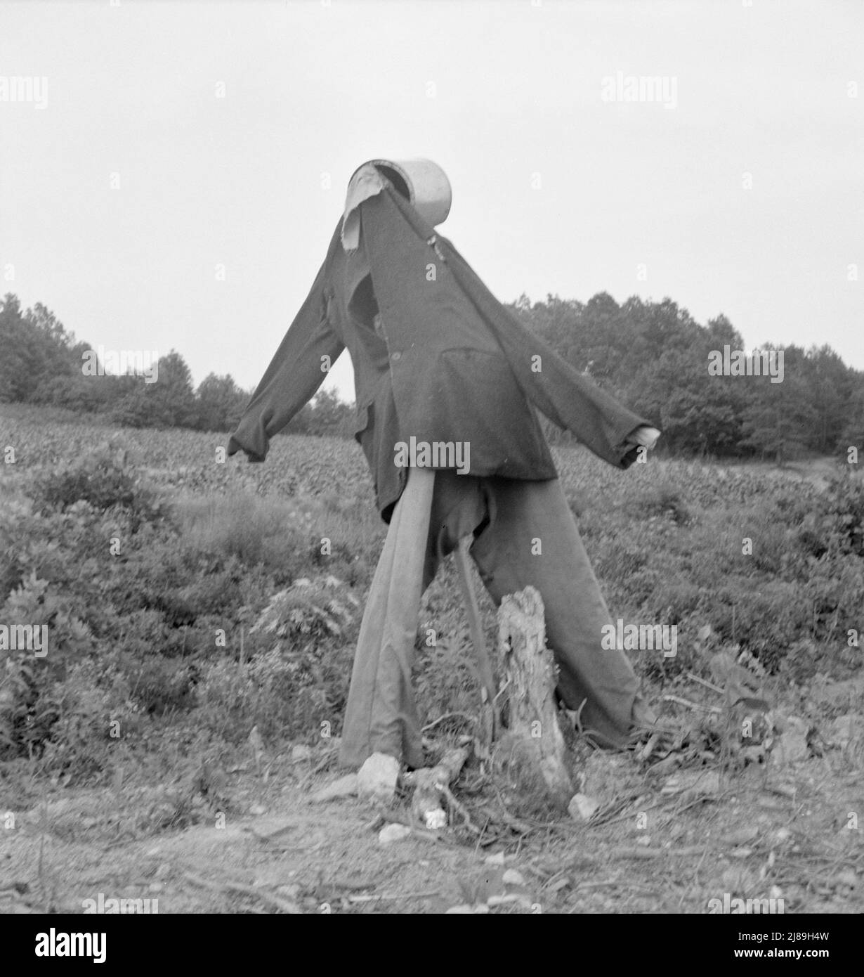 [Ohne Titel, möglicherweise verbunden mit: Scarecrow auf einem neu freigewordenen Feld mit Stumps in der Nähe von Roxboro, North Carolina]. Stockfoto