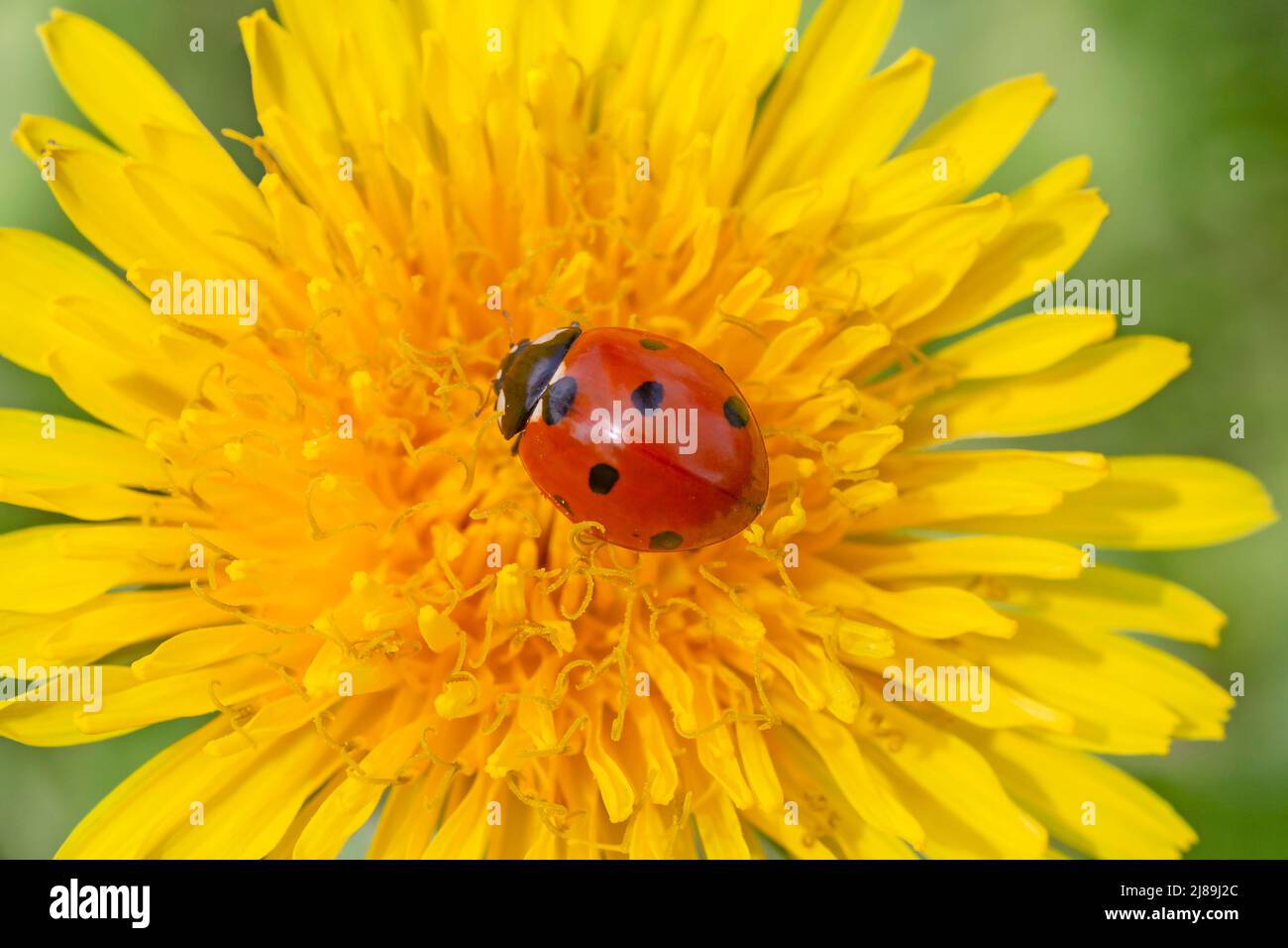 Nahaufnahme eines roten Marienkäfer, der auf einer gelben Dandelionenblume sitzt Stockfoto