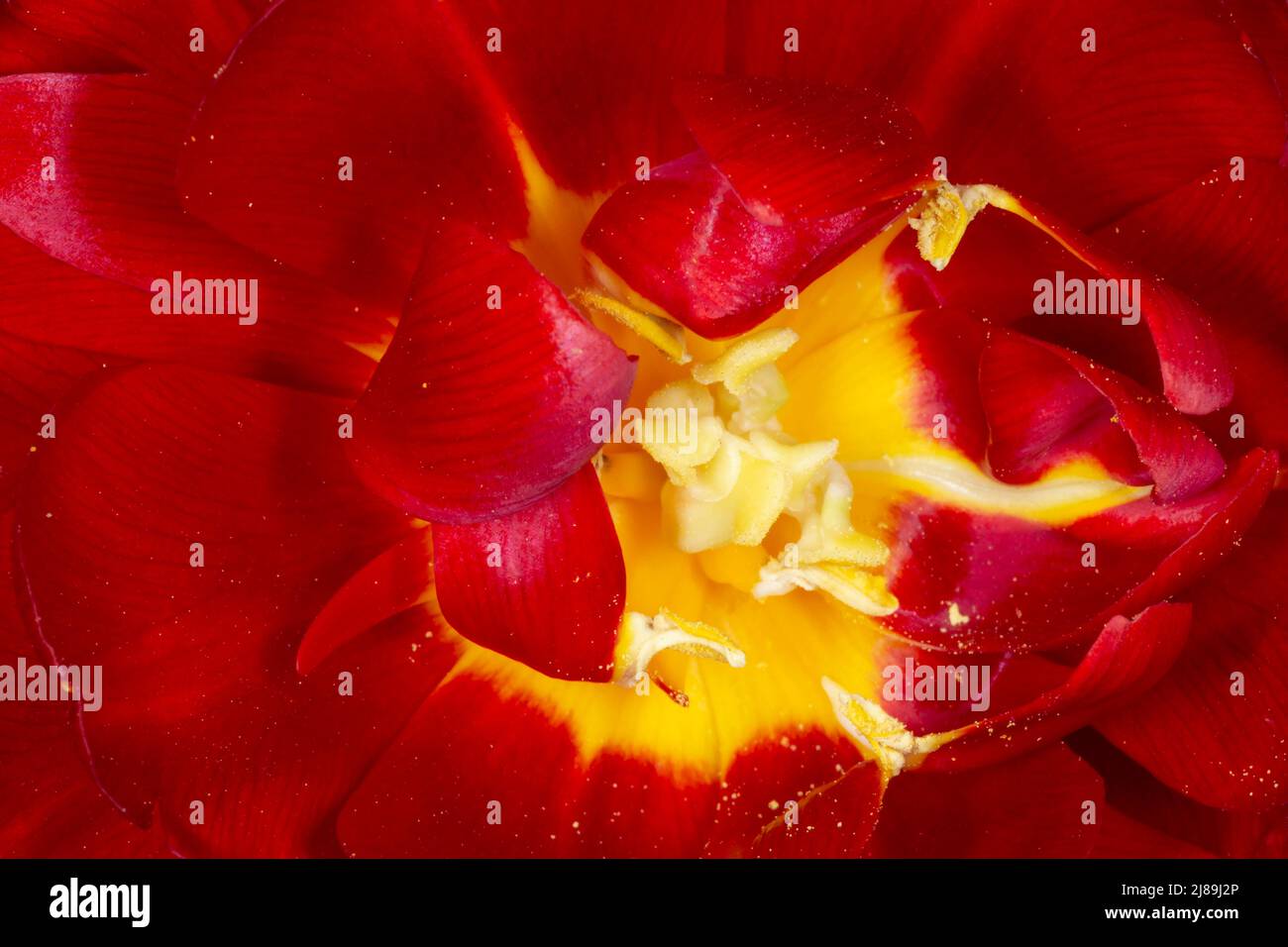 Nahaufnahme der dunkelroten Pfingstrosen-Tulpenblume Stockfoto