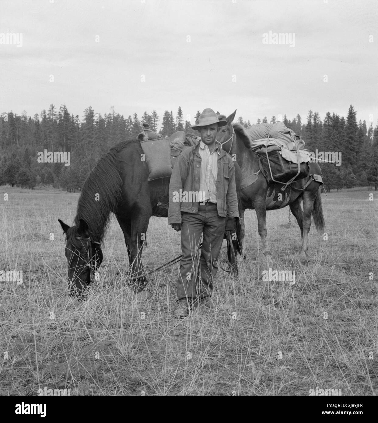 Baskischer Schafhirte, der gebrochenes Englisch spricht, kommt aus dem Sommerlager mit Packtieren. Adams County, Idaho. Stockfoto