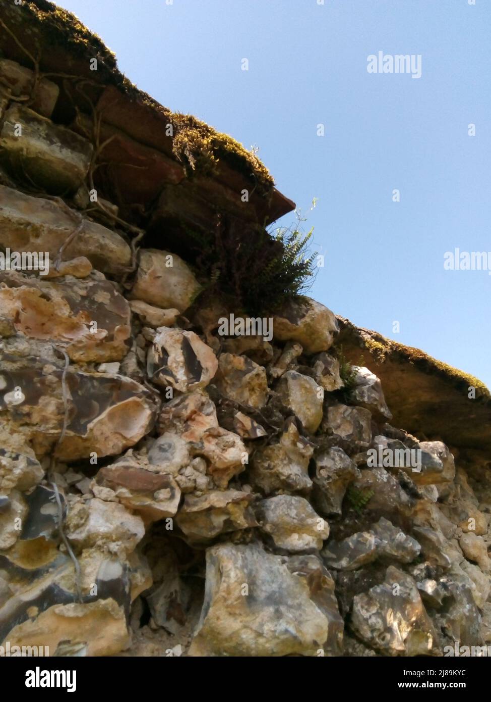 Plantes fragiles poussant sur un mur en pierre, Cerisiers, Yonne, Frankreich Stockfoto