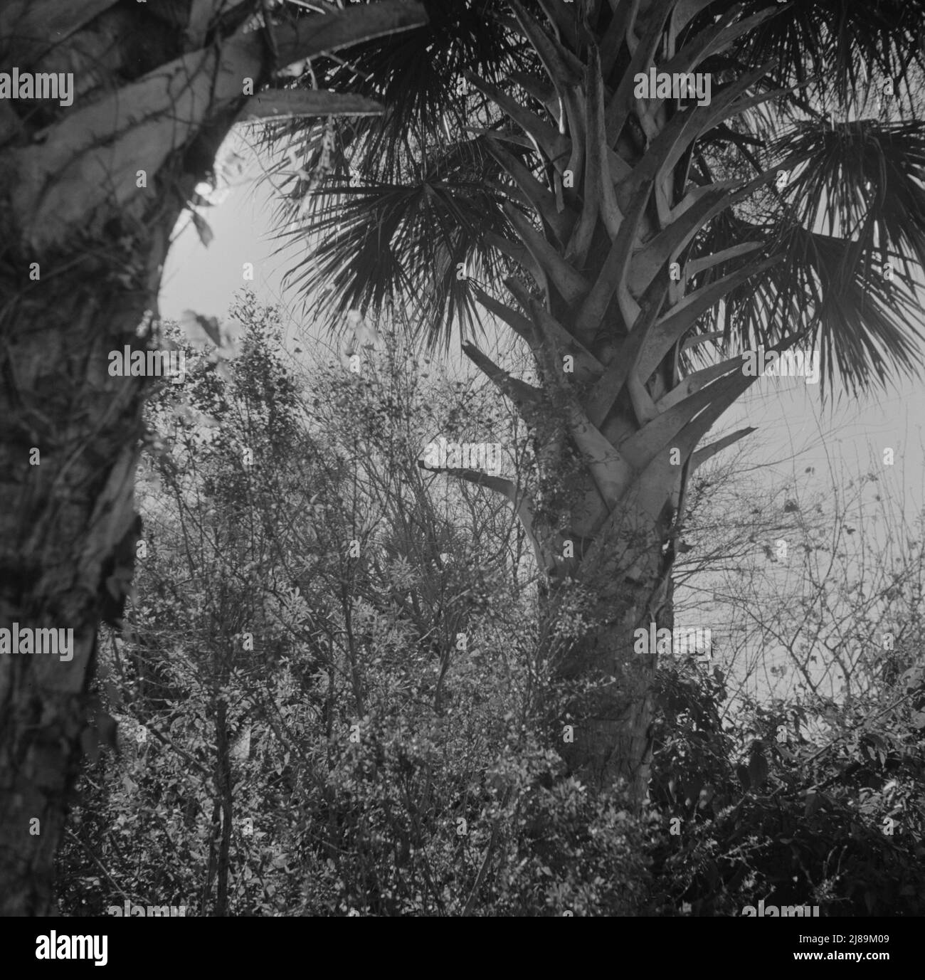 Daytonas Beach, Florida. Palmen und Unterholz. Stockfoto