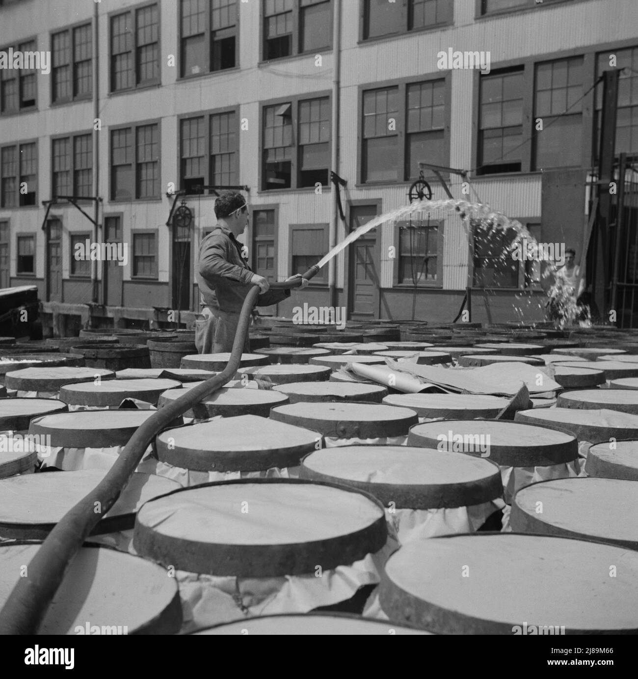 New York, New York. Bewässerung von Fisch auf dem Fulton Fischmarkt mit Salzwasser. Stockfoto
