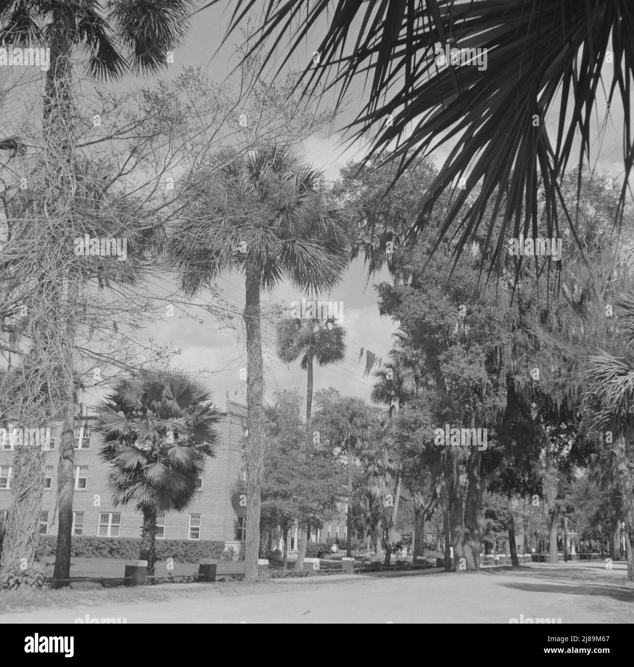 [Untitled photo, möglicherweise verwandt mit: Dayton Beach, Florida. Eine Straße, die durch den Campus des Bethune-Cookman College verläuft]. Stockfoto