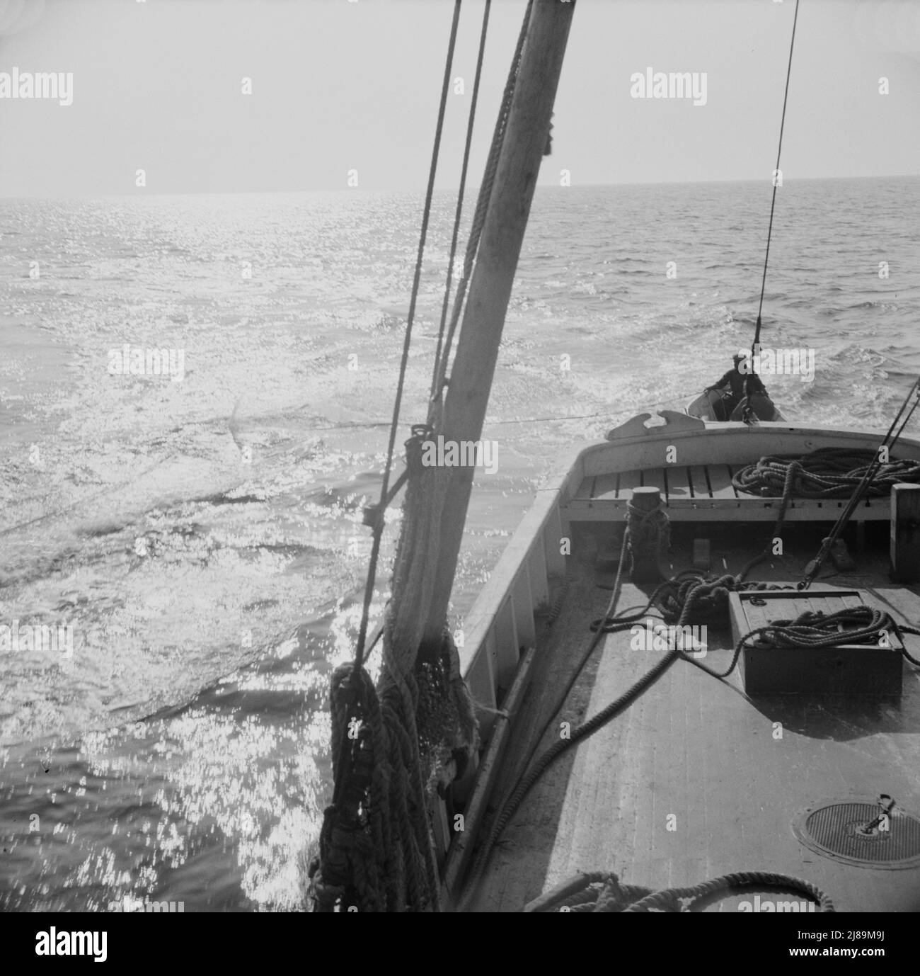 [Foto ohne Titel, möglicherweise verwandt mit: An Bord des Fischerbootes Alden, aus Glocester, Massachusetts. Fischer, die Makrelen putzen]. Stockfoto