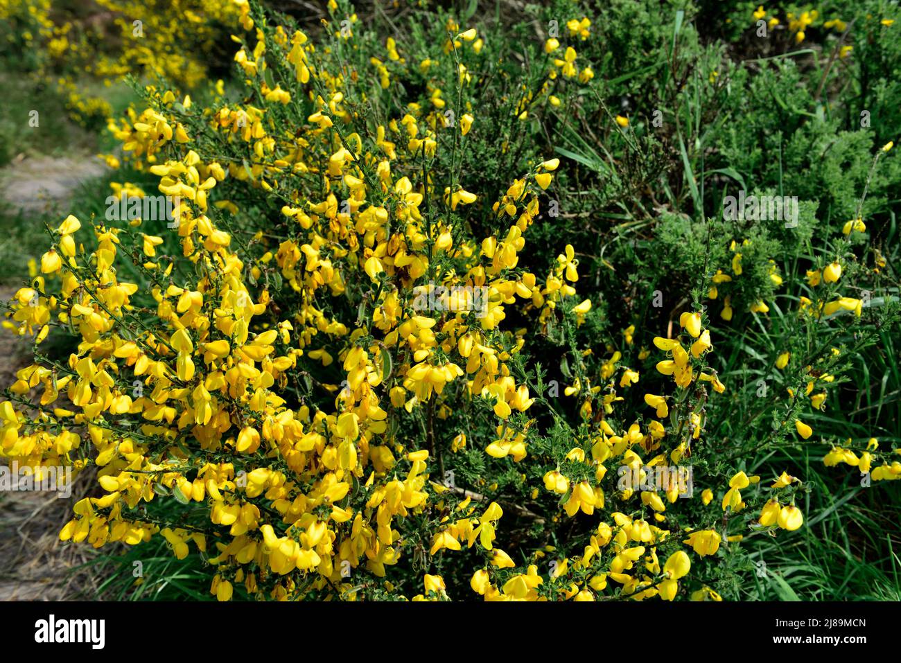 Der in Großbritannien geborene Besen Cytisus scoparius wächst auf dem Bristol Troopers' Hill, einem ehemaligen Bergbaugebiet, das heute Park- und Naturschutzgebiet ist Stockfoto