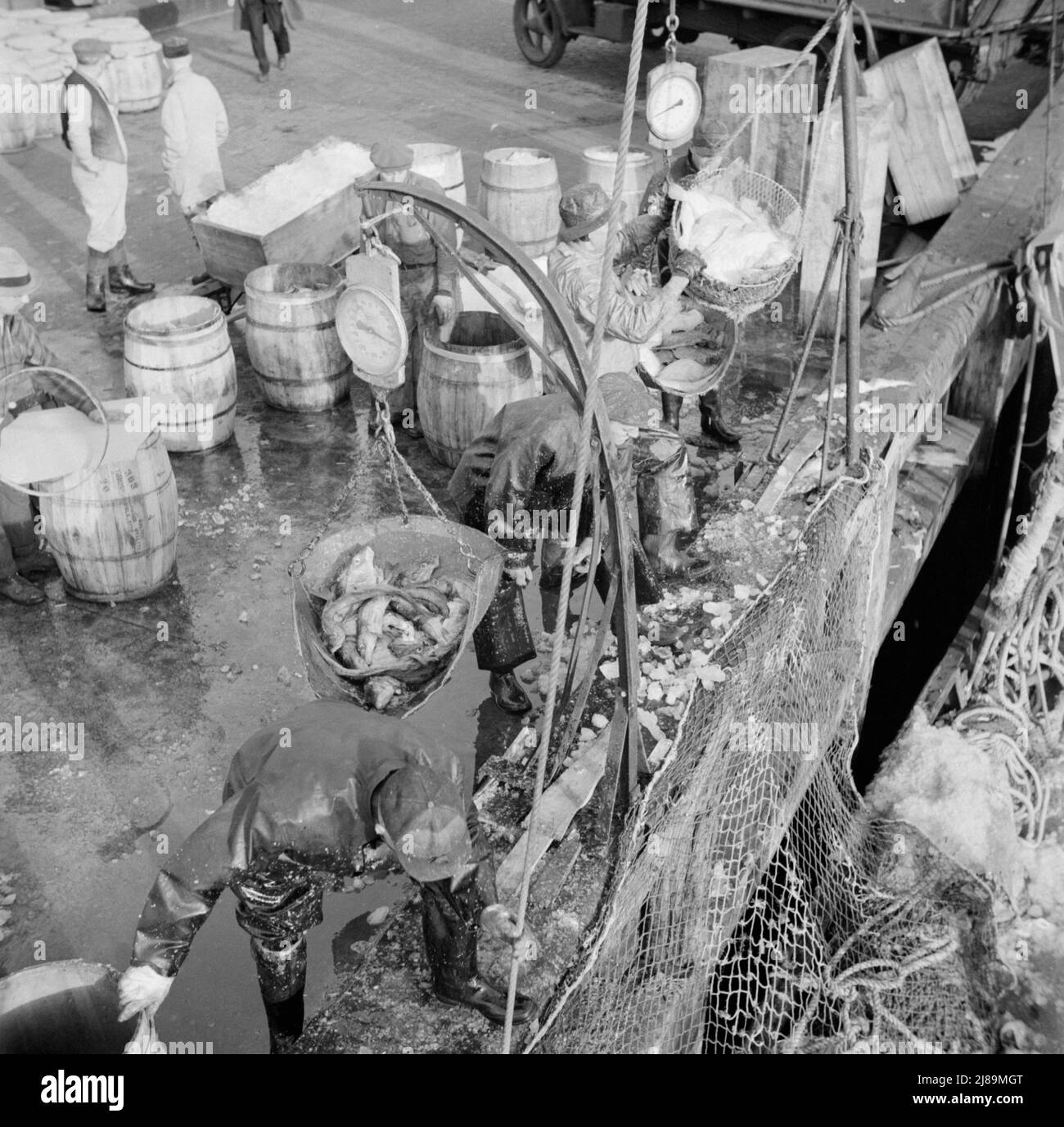 New York, New York. Stevedores auf dem Fulton-Fischmarkt laden Fische aus Booten, die vor der Küste von Neuengland gefangen wurden. Stockfoto