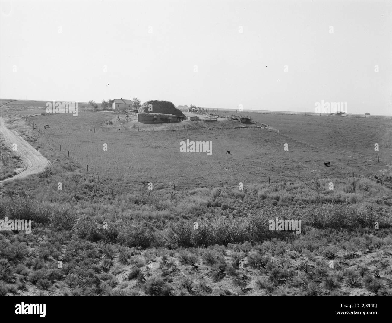 Landschaft mit der Heimat des Kreditnehmers der FSA (Farm Security Administration): Salbei-Busch, Heufeld, Gehöft und Rinder auf Weiden. Nyssa Heights, Malheur County, Oregon. Stockfoto