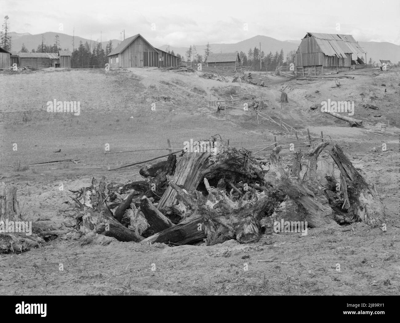 Die Familie Unruf, der Baumstumpf und ihre teilweise entwickelte Farm. Boundary County, Idaho. Stockfoto