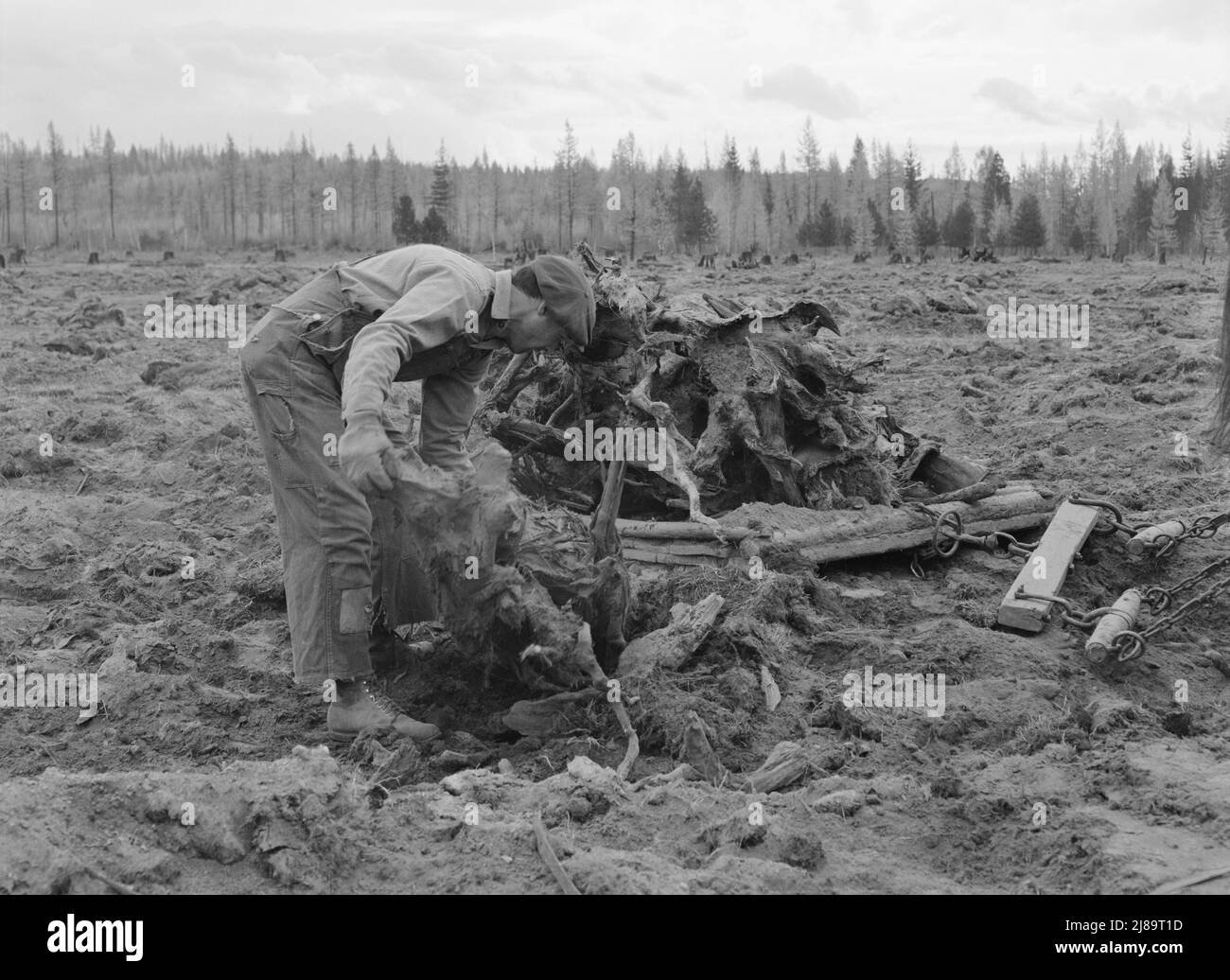 Ehemaliger Arbeiter der Holzmühle räumt acht Hektar großes Feld ab, nachdem die Planierraupe Stumps gezogen hat. Boundary Stumps. Boundary County, Idaho. Stockfoto