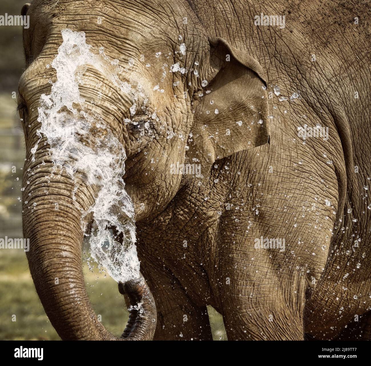 Eine weibliche indische Elefant sprüht Wasser über ihr Gesicht und ihren Körper, um bei der warmen Sonne kühl zu bleiben. Stockfoto