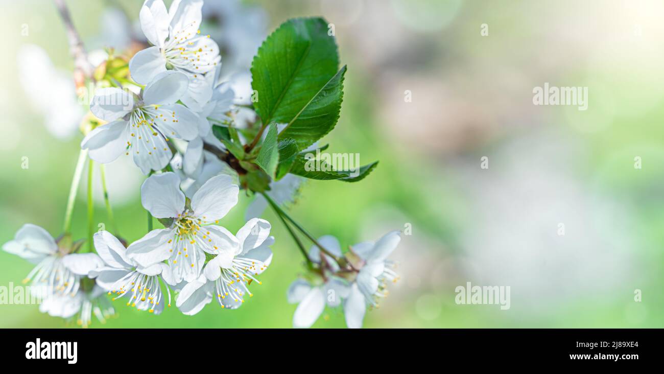 Blühende Äste auf einem zarten natürlichen Hintergrund. Stockfoto