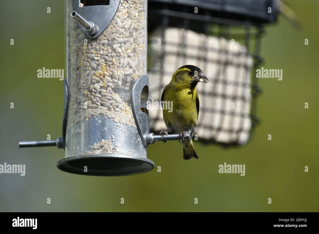 Nahaufnahme einer männlichen eurasischen Siskin (Carduelis spinus), die sich auf einer gemischten Samenfutterstation ernährt, mit dem Kopf nach rechts vom Bild gedreht, mit Samen im Schnabel Stockfoto