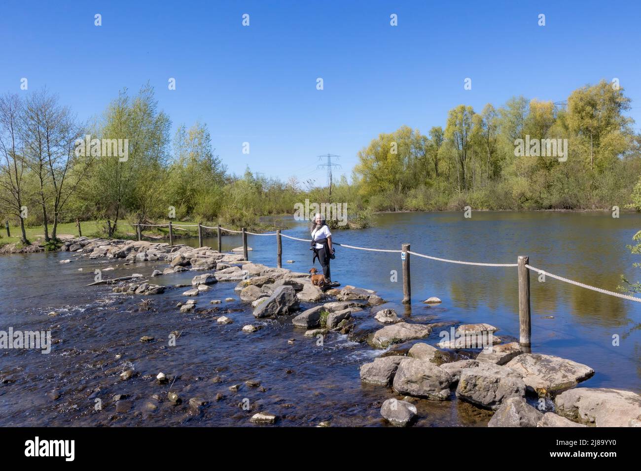 Naturschutzgebiet mit Brug Molenplas Trittsteine am Fluss Oude Maas, reife Frau mit Hund stehend, Blick auf Kamera, Bäume im Hintergrund, Sonne Stockfoto