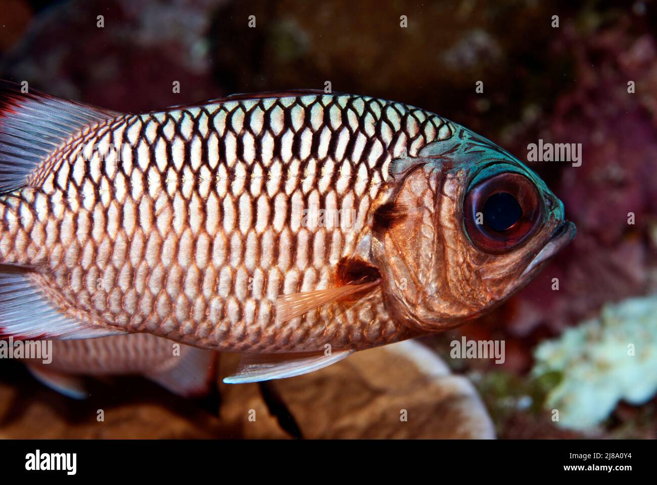 Shadowfin-Soldatfisch an der Pelelui-Mauer, Palau, Mikronesien Stockfoto