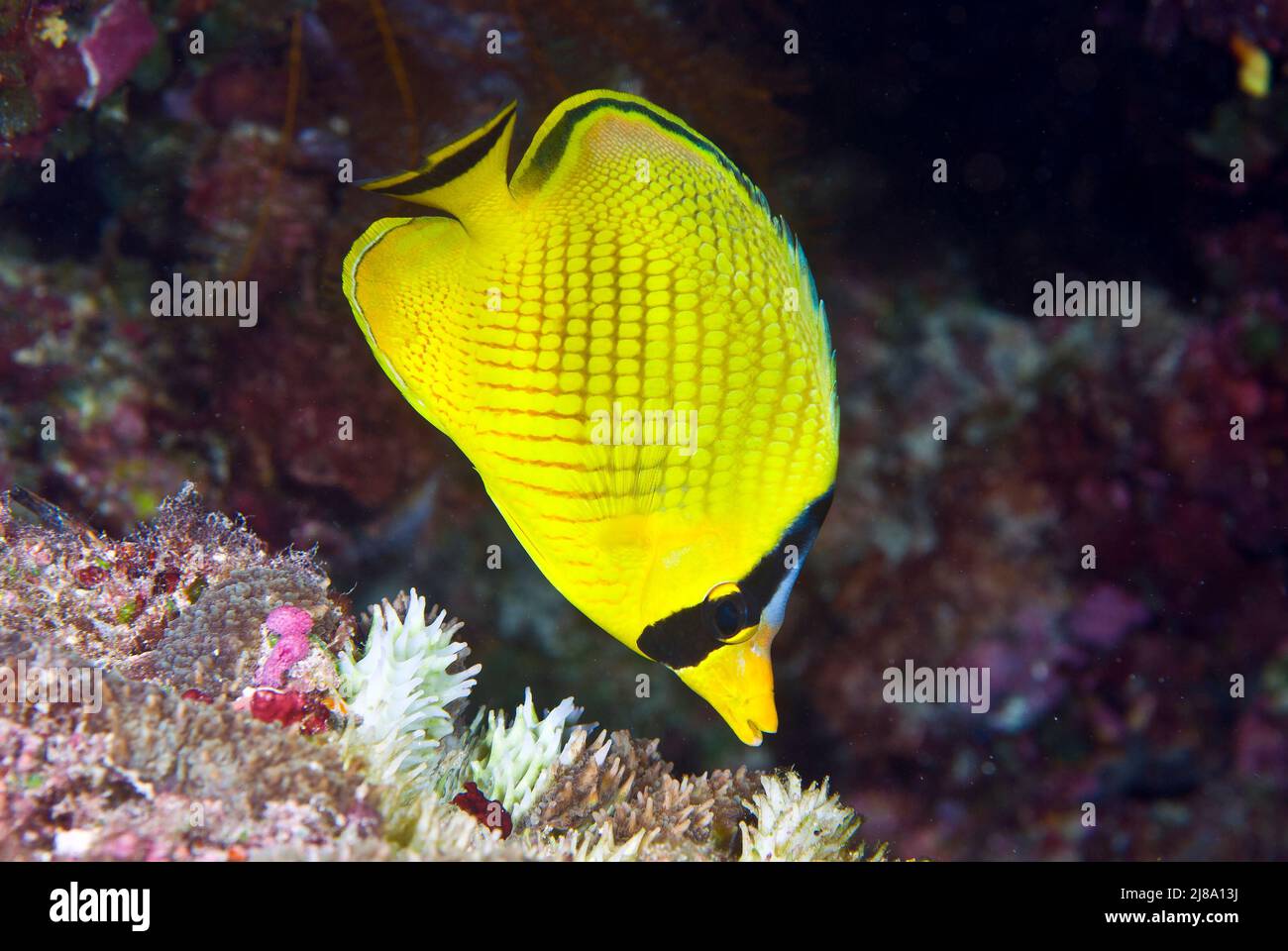 Lattiked Butterflyfish an der Pelelui Wall, Palau, Mikronesien Stockfoto