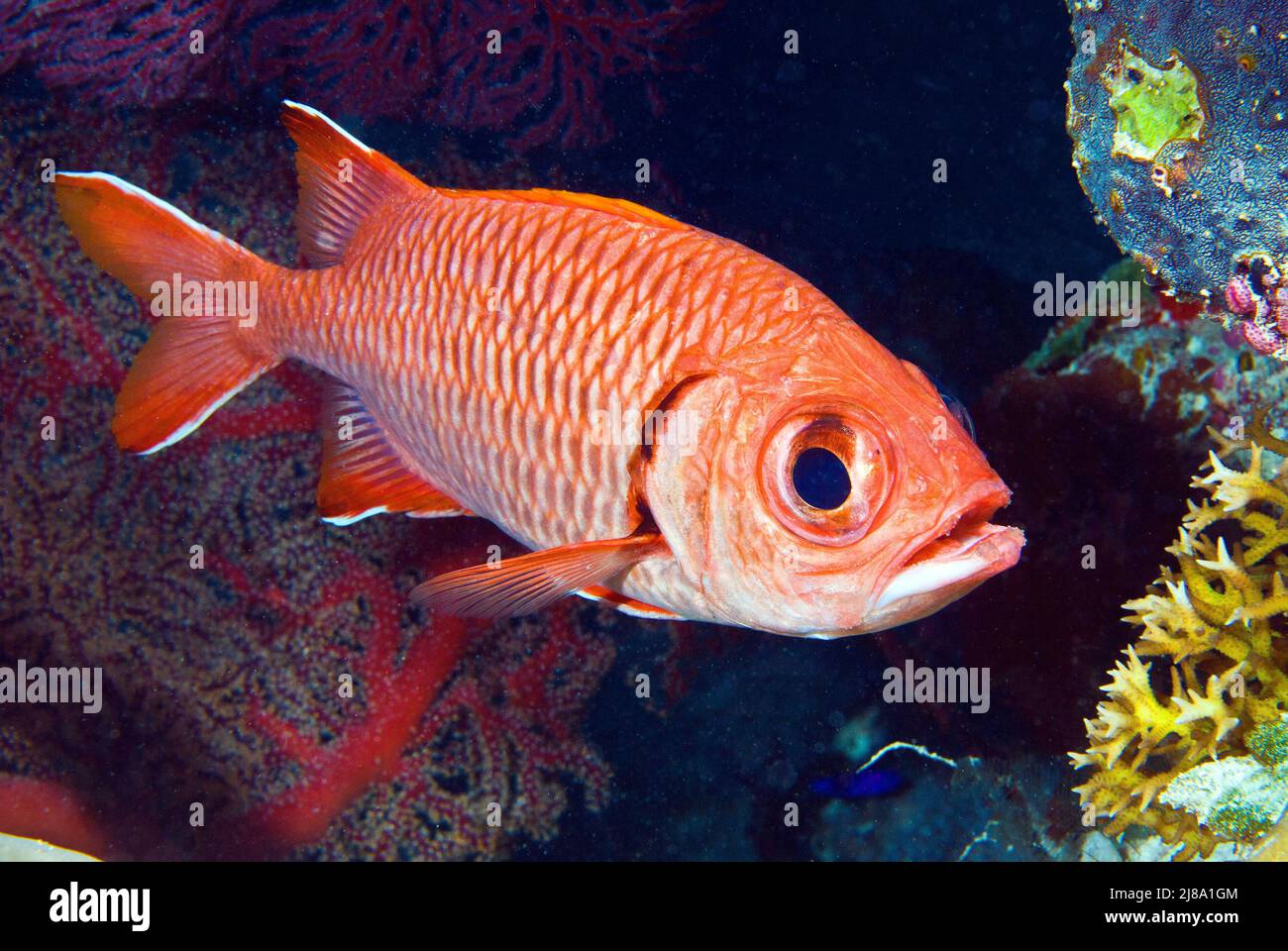 Robuster Soldatenfisch an der Pelelui Wall, Palau, Mikronesien Stockfoto