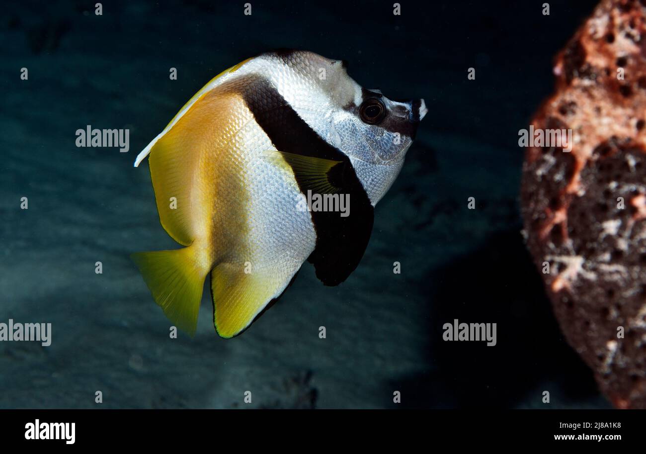 Maskierter Bannerfisch an der Pelelui Wall, Palau, Mikronesien Stockfoto