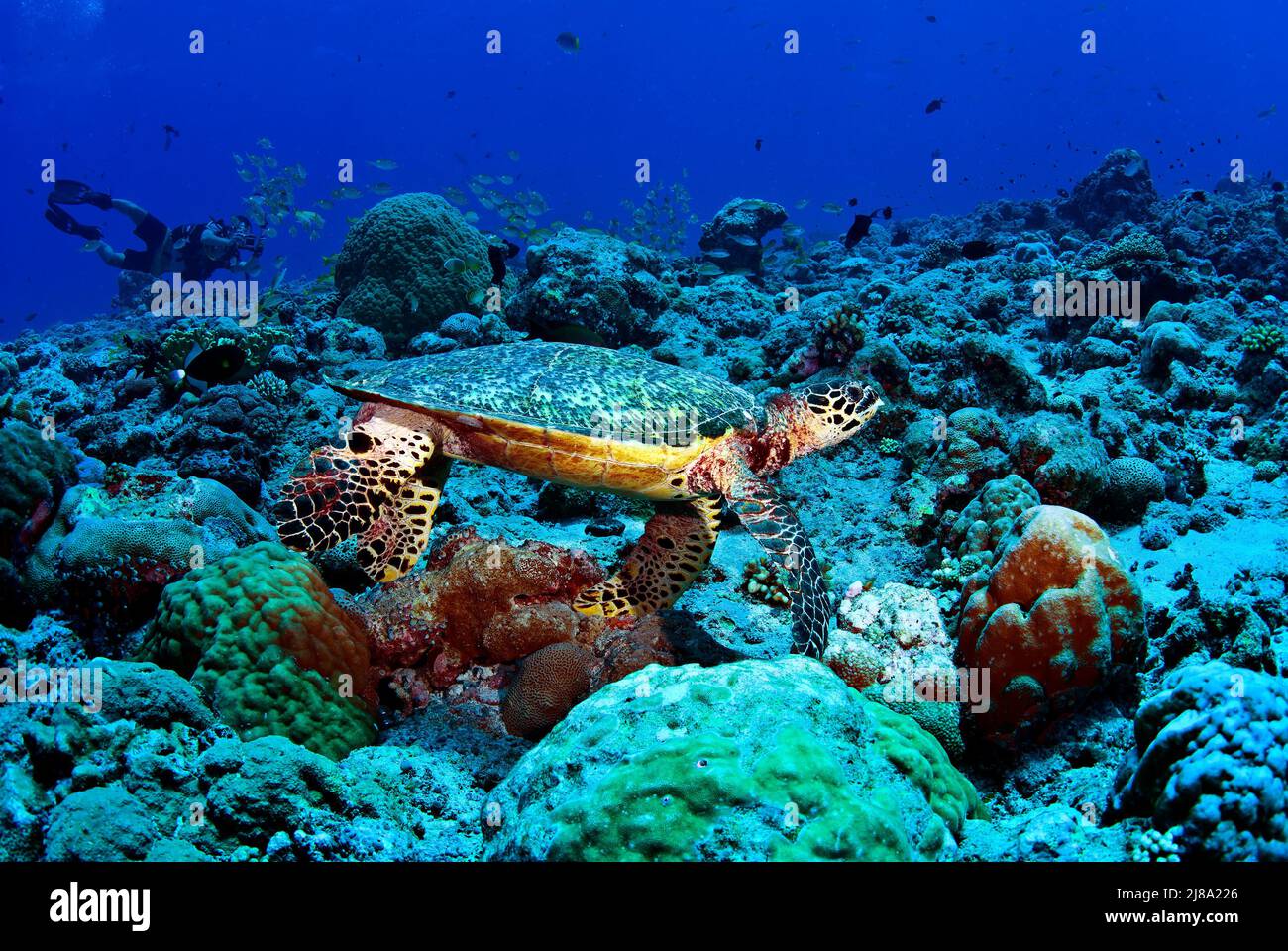 Hawksbill Meeresschildkröte an der Reinigungsstation, Taucher mit Kamera im Hintergrund, New Dropoff, Palau, Mikronesien Stockfoto