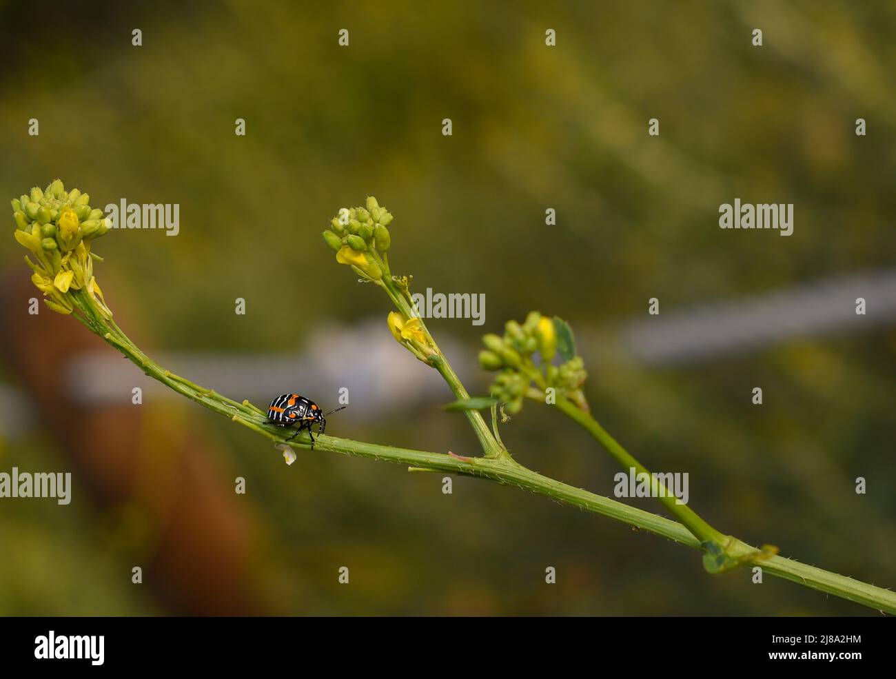 Marienkäfer Makrofotografie RJ Styles Landschaftsfotografie Stockfoto