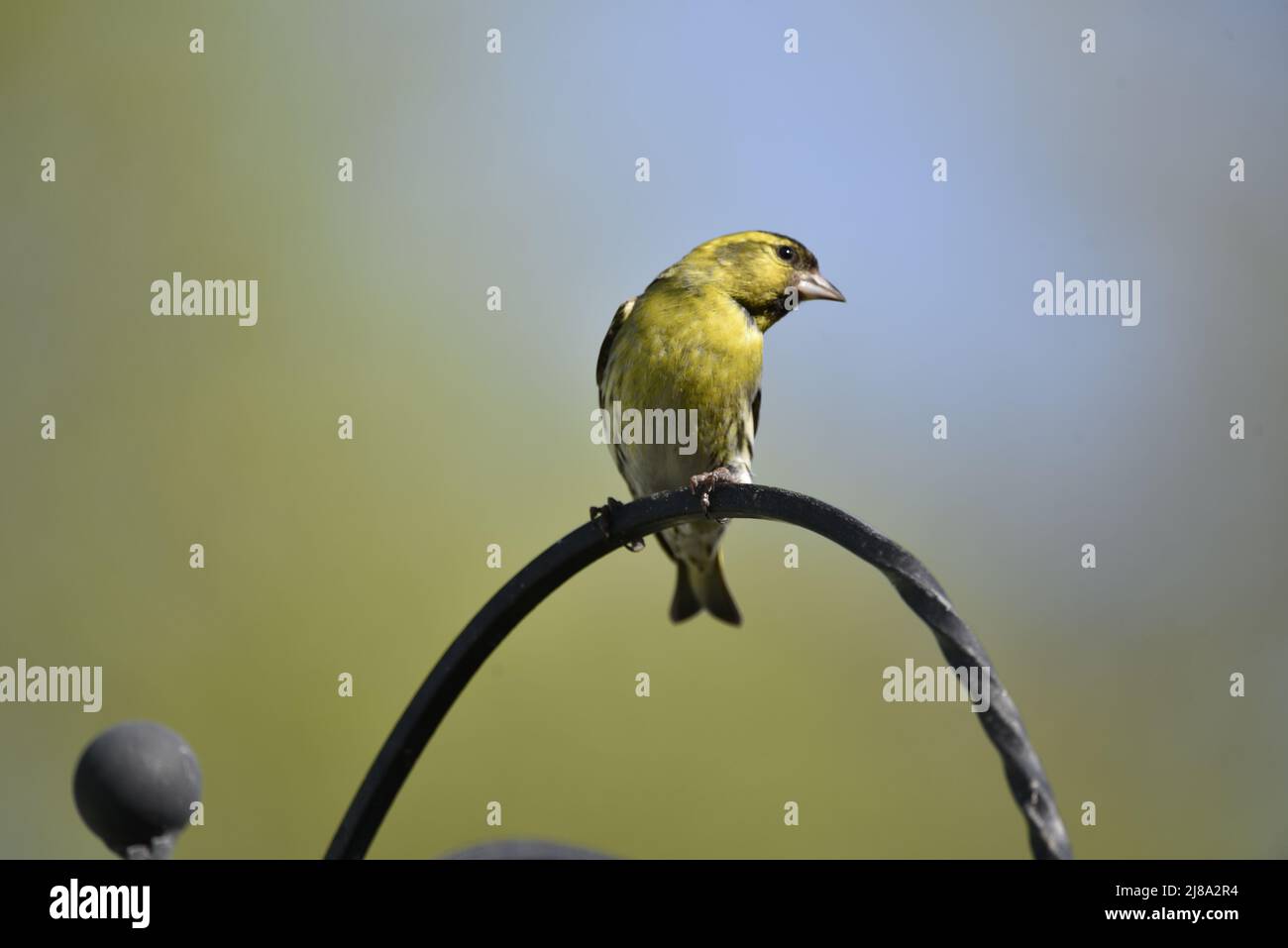 Nahaufnahme eines männlichen eurasischen Siskins (Carduelis spinus) mit nach rechts gedrehter Kopf vor dem Bild gegen den grün/blau verschwommenen Hintergrund, Großbritannien Stockfoto