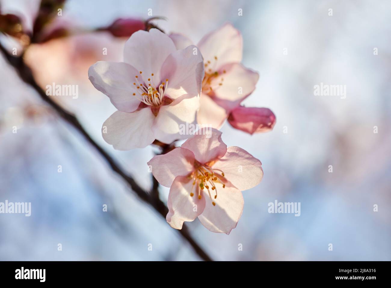 Weiche Kirschblüte oder Sakura-Blume. Nahaufnahme-Makro. Stockfoto