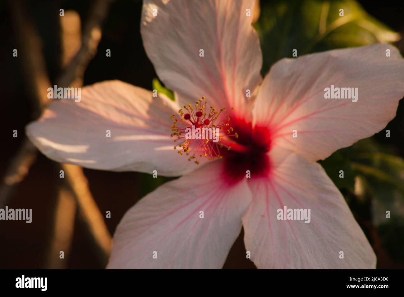 Eine Sindelblume mit Hinterleuchtung Stockfoto