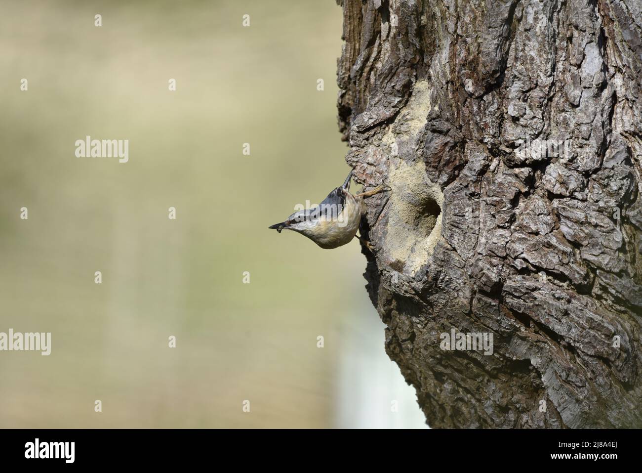 Eurasische Nuthatch (Sitta Europaea), die linke Seite des vertikalen Baumstamms über dem Nestloch ergreift, Fäkalsack im Schnabel trägt, mit Copy Space to Left, Großbritannien Stockfoto