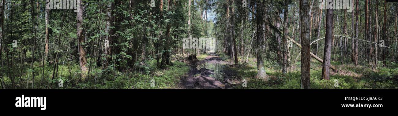 Panoramablick auf eine unbefahrbare Straße in einem Wald Stockfoto